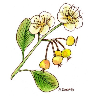 Hawthorn