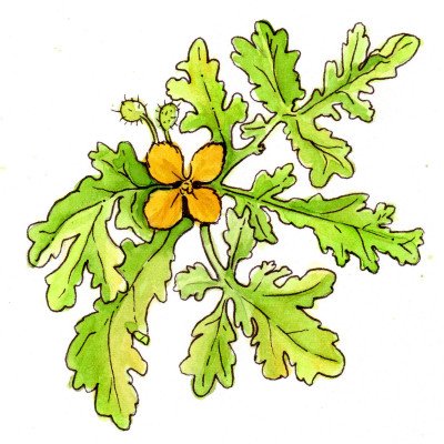 Huanglian
