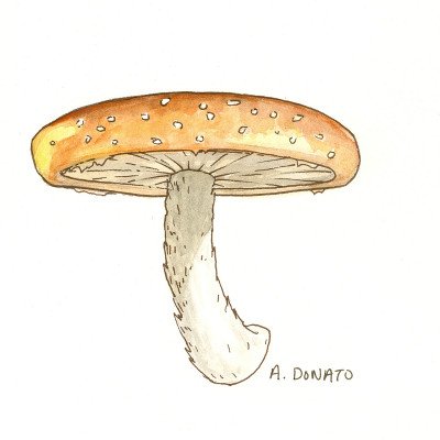 Lentinan