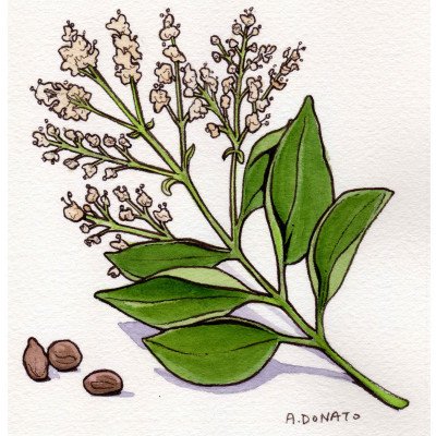 Ligustrum lucidum