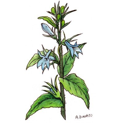 Lobelia