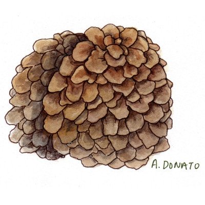 Maitake