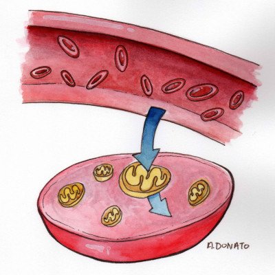 Metabolic Therapies
