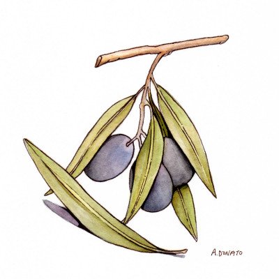 Olive Leaf