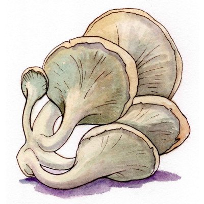 Oyster mushroom