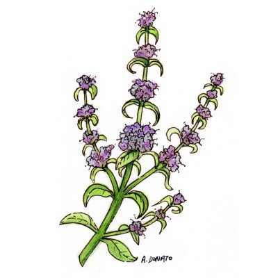 Pennyroyal