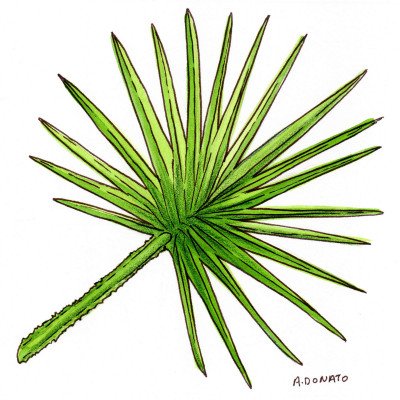 Saw Palmetto
