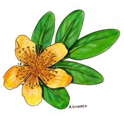 St. John's Wort