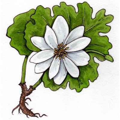 Bloodroot