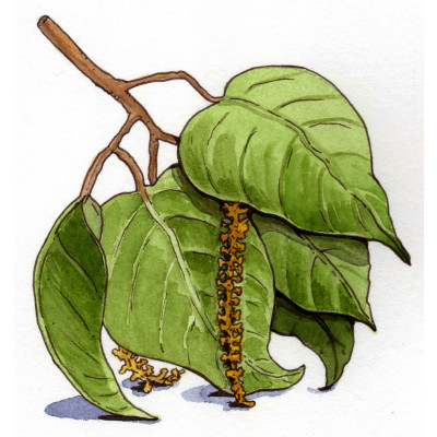 Croton lechleri