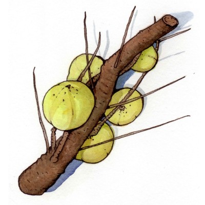 Emblica officinalis
