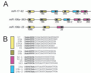 Schematic of the miR-17~92 cluster and its two paralogs, miR-106a~363 and miR-106b~25