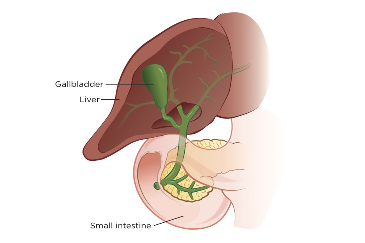 Illustration of liver, gallbladder, and small intestine.