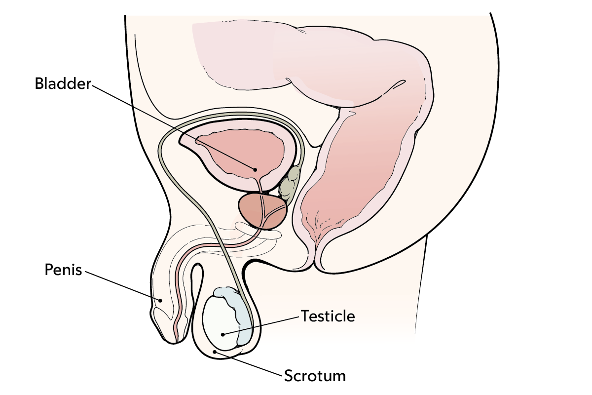A testicle, scrotum, and penis.