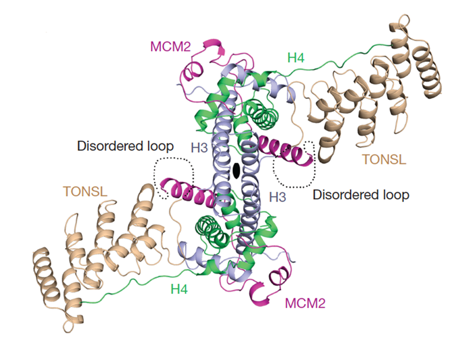 Identification of post-replicative chromatin by a histone H4K20me0 reader protein