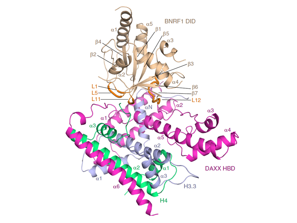 Structural Basis Underlying Viral Hijacking of a Histone Chaperone Complex 