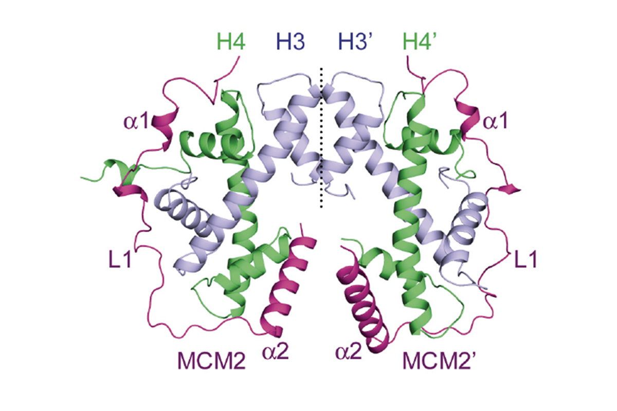 A unique binding mode enables MCM2 and ASF1to chaperone histones H3-H4 at the replication fork