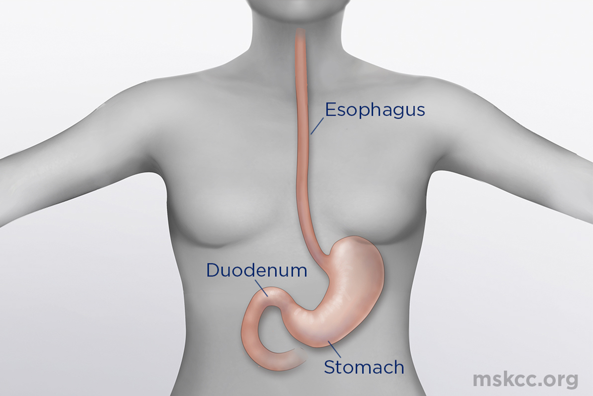 Upper Gastrointestinal System