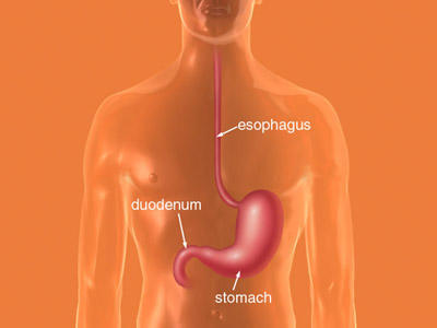 Upper Gastrointestinal System