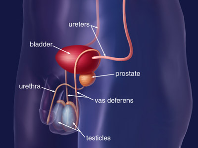White arrows pointing to the location of a male's ureters, bladder, prostate, urethra, vas deferens and testicles. 