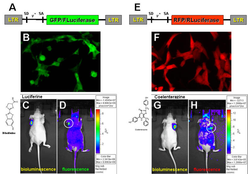 Multi-modality Imaging of GFP/Firefly Luciferase and RFP/Renilla Luciferase Reporter Genes Expression performed sequentially in the same living mouse in vivo.