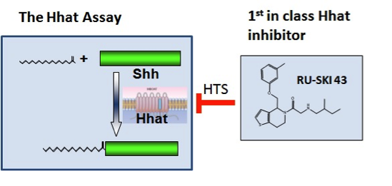 Hhat inhibitor RU-SKI 43
