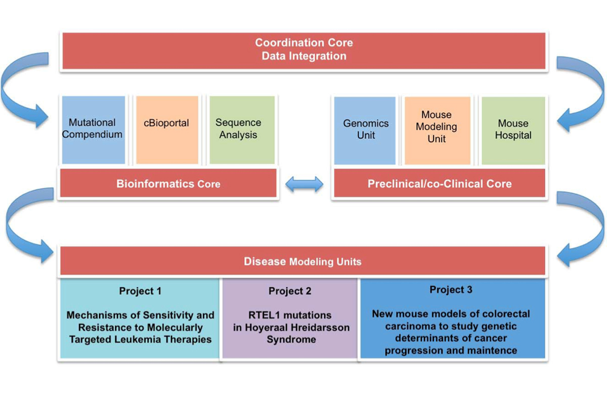 Memorial Sloan Kettering Organizational Chart