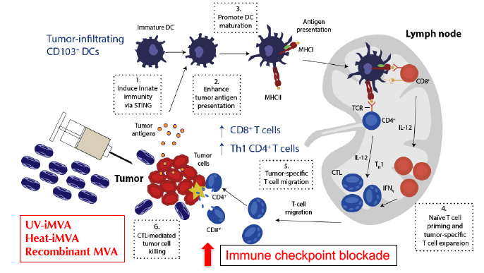 Developing poxvirus-based cancer immunotherapeutics