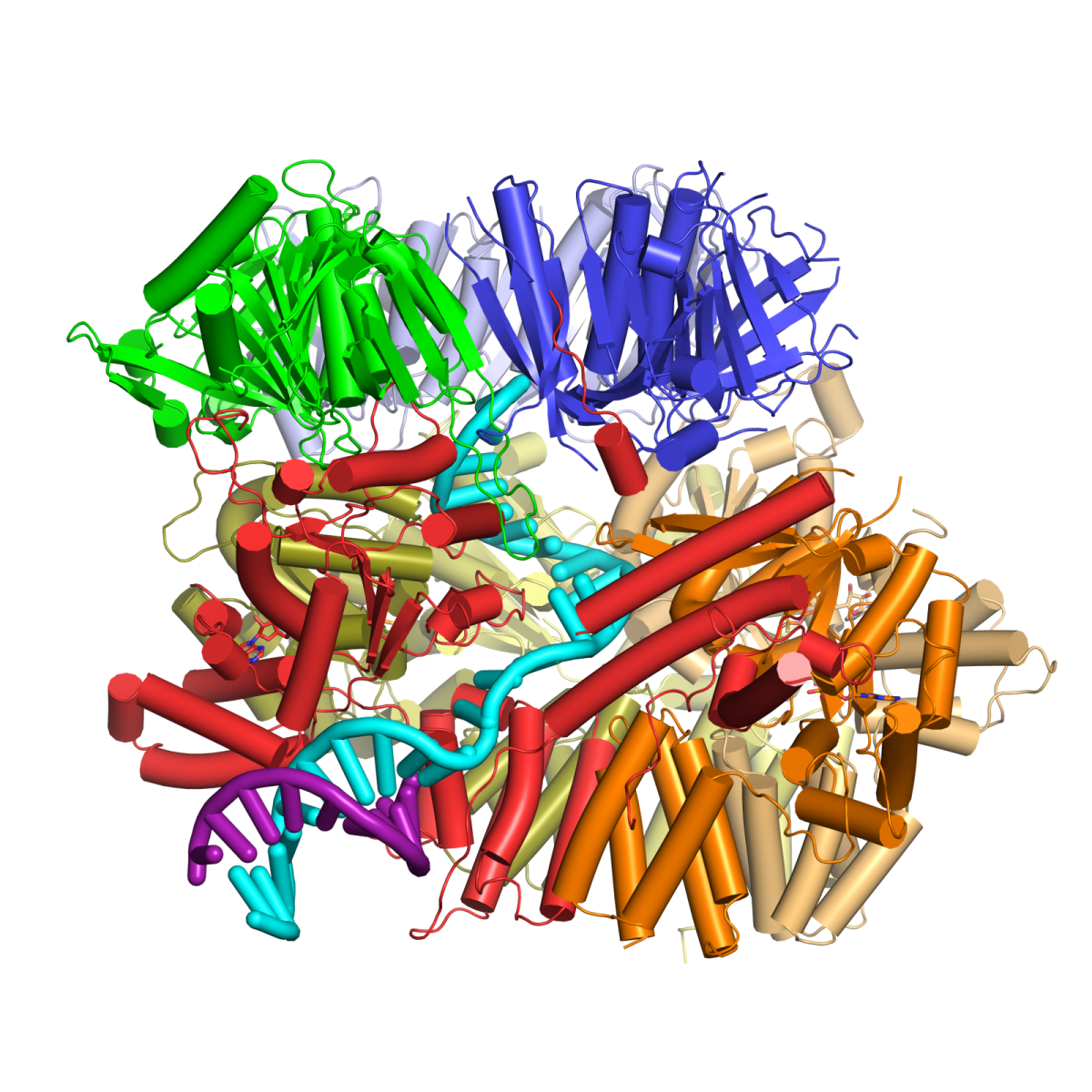 Structure of the 9-1-1 checkpoint clamp being loaded onto DNA by the 9-1-1 checkpoint clamp