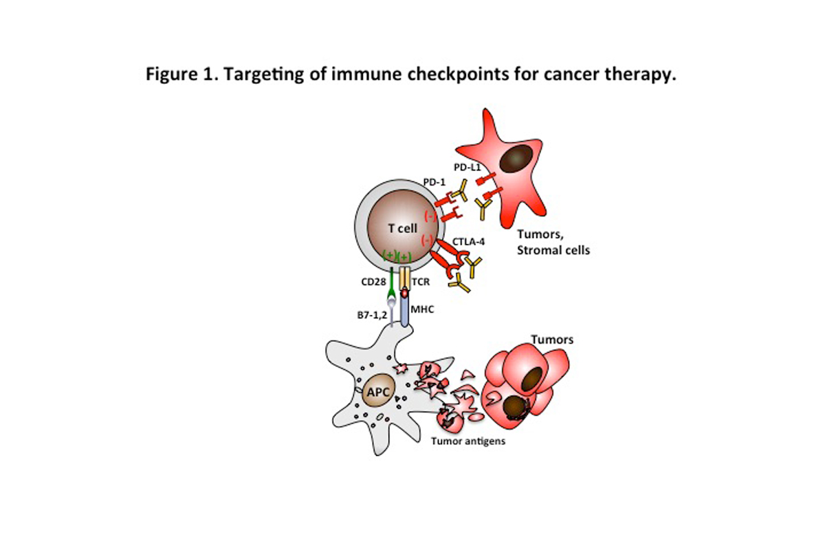 Targeting of immune checkpoints for cancer therapy