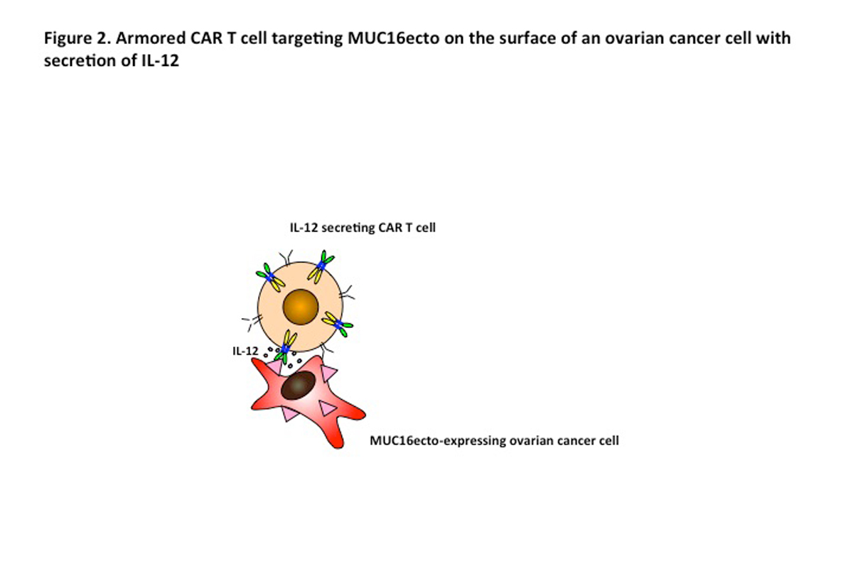 Armored chimeric antigen receptor (CAR) T cell 