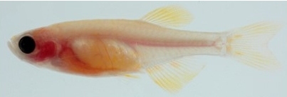 casper fish