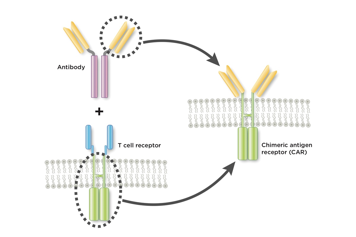 A chimeric antigen receptor joins together part of an antibody and part of a T cell receptor.