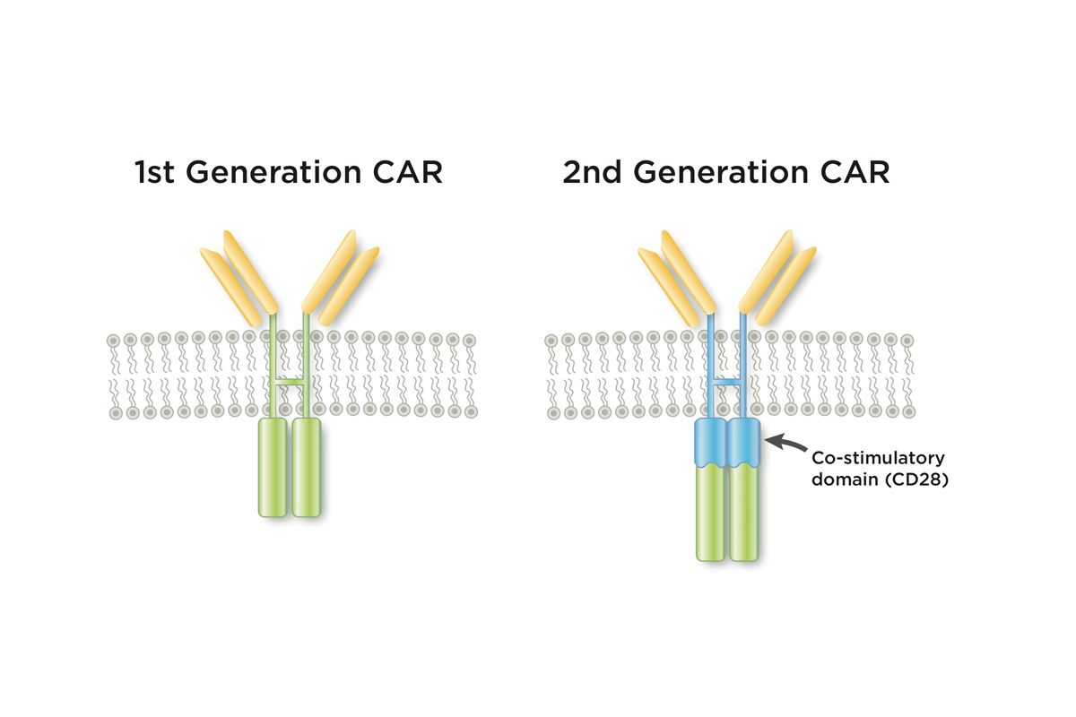 Second-generation CARs, which MSK scientists pioneered, incorporate a co-stimulatory region that is key to their effectiveness.
