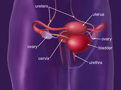 White arrows pointing to the ureters, uterus, ovaries, bladder, urethra and cervix.