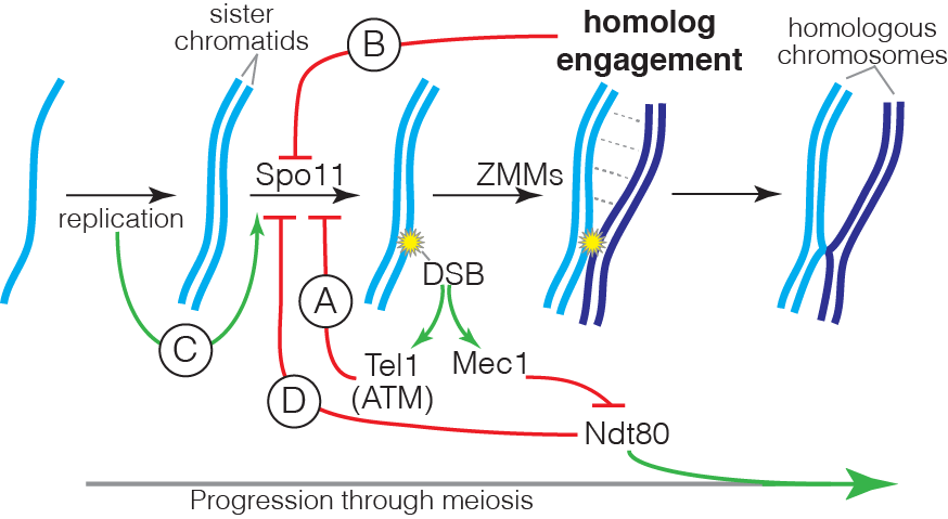 Regulatory circuits controlling DSB formation