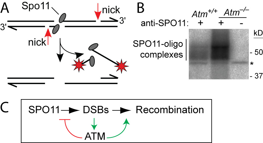SPO11 oligos in Atm mutants