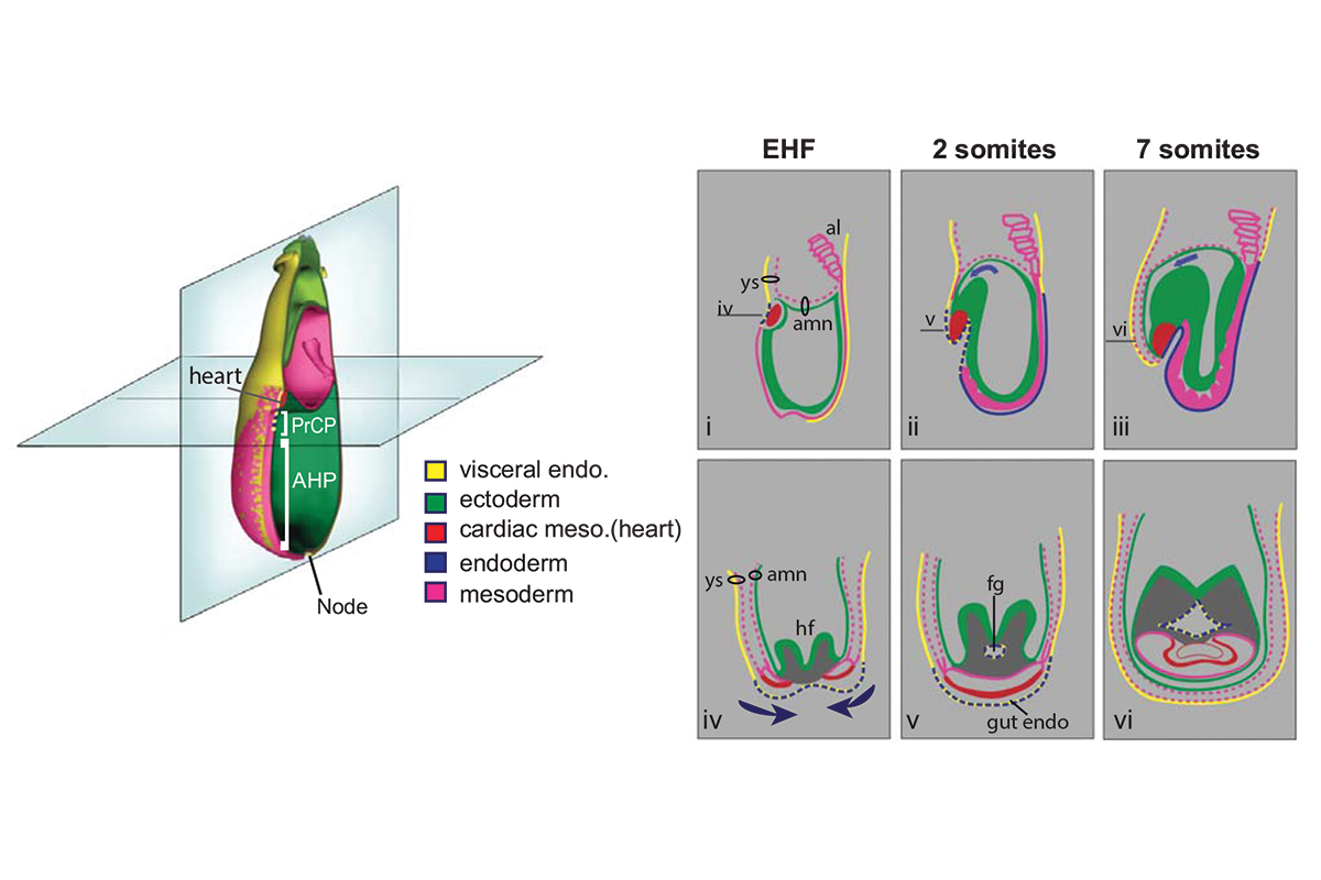 mechanisms of gastrulation and organogenesis during mouse development