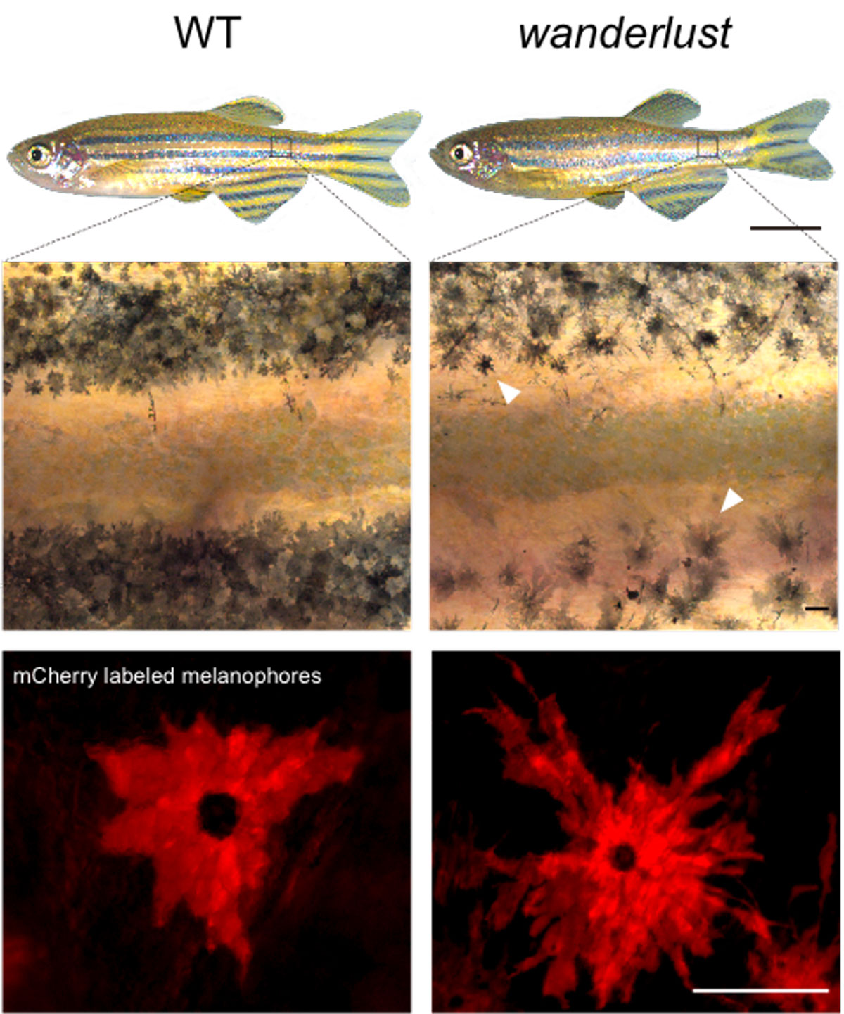 Fish and red cells