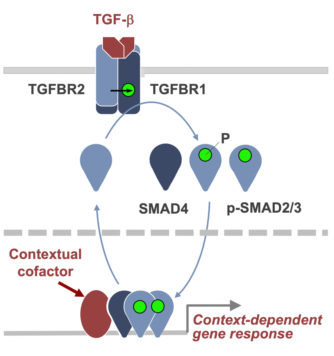 TGF-β signaling from membrane to nuclear target genes and basis for context-dependent effects (from David & Massagué Nature Revs. 2018)