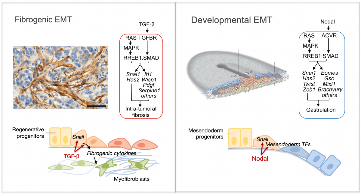TGF-β orchestrates fibrogenic and developmental EMTs via the RAS effector RREB1 (from Su et al Nature 2020)