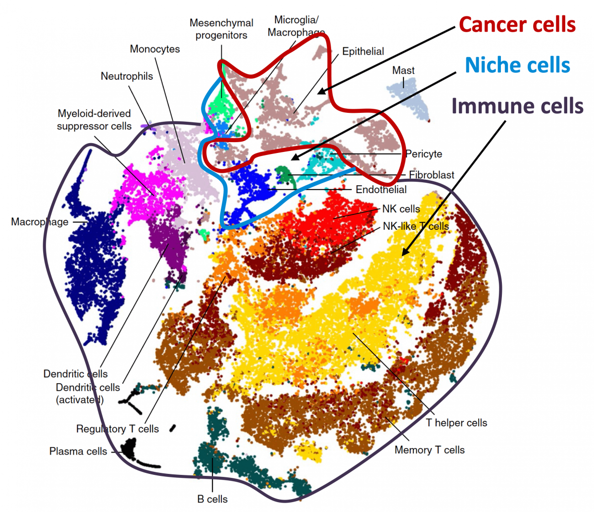 Regenerative lineages and immune-mediated pruning of cancer cells in lung cancer metastasis as revealed by single-cell analysis (from Laughney et al Nature Medicine 2020).