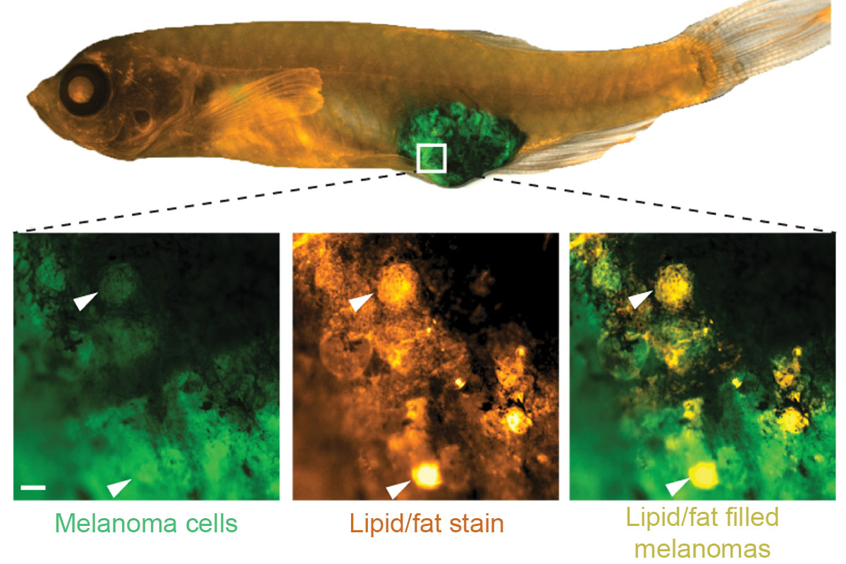 A fish with three microscope slides beneath it: two green and one yellow