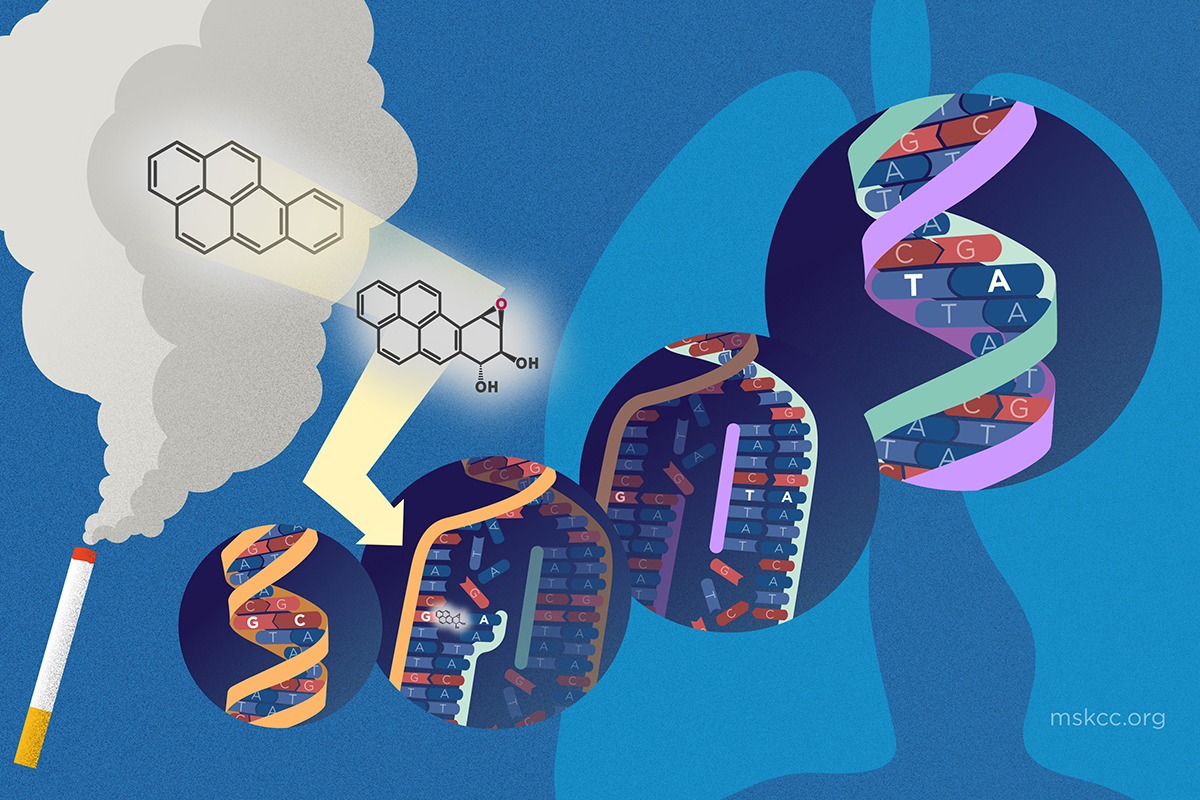 carcinogen binding to replicating DNA