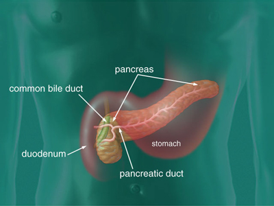 Diagram pointing to the pancreas, stomach, pancreatic duct, common bile duct and duodenum.
