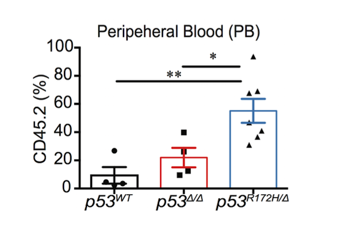 Mutant p53 confers greater self renewal capacity in hematopoietic stem cells in vivo than loss of p53, demonstrating a novel gain of function effect on differentiation not unleashed by loss of wt p53 function alone.