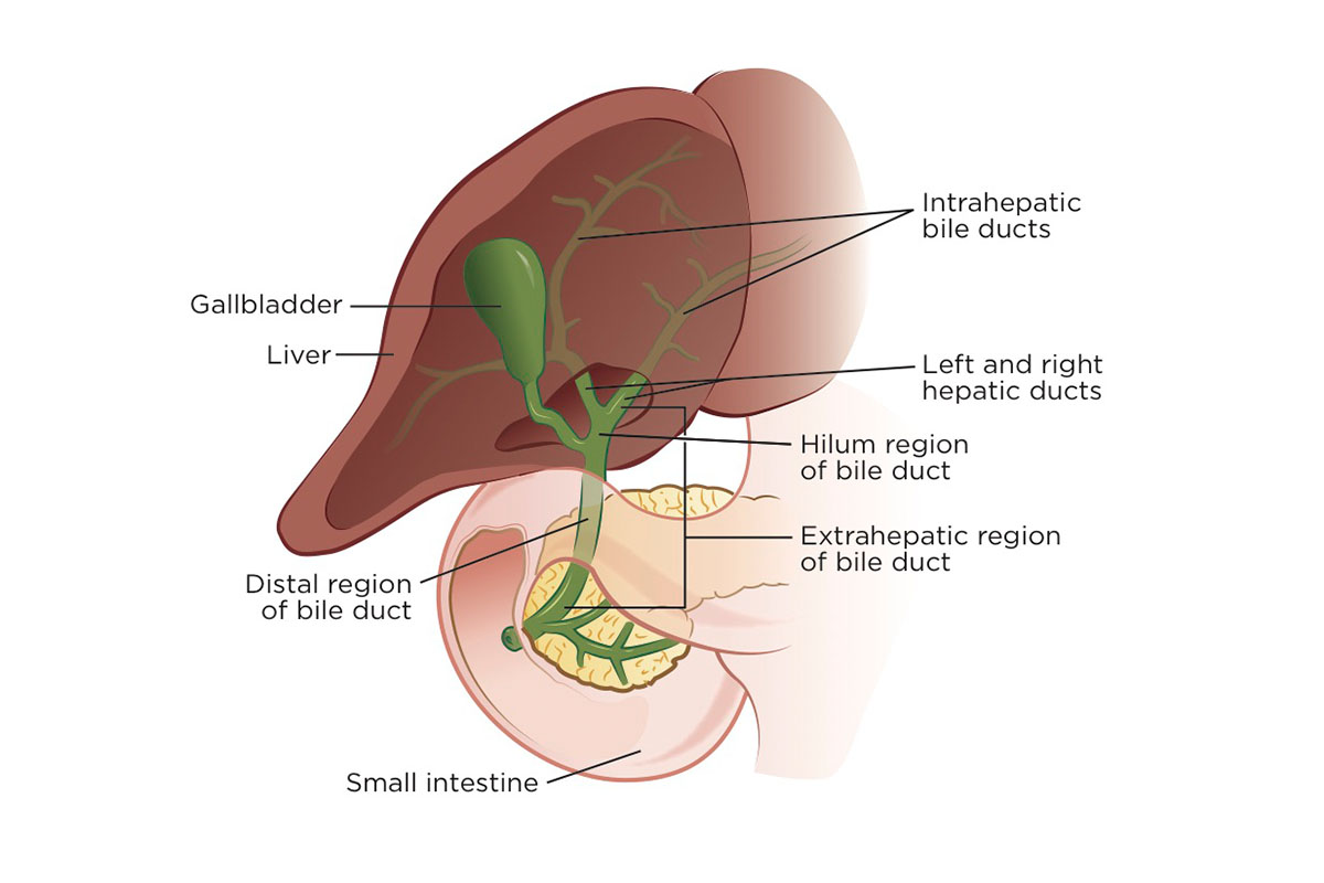 Illustration of liver, gallbladder, bile ducts and small intestine