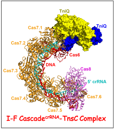 Initial step of DNA integration by a CRISPR-Cas transposon complex
