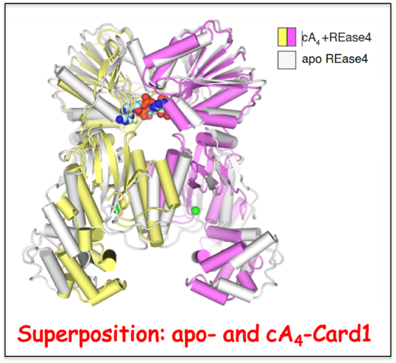 cA4-Mediated activation of Card1 accessory nuclease activity