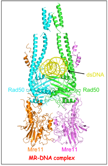 DNA-bound MRX complex